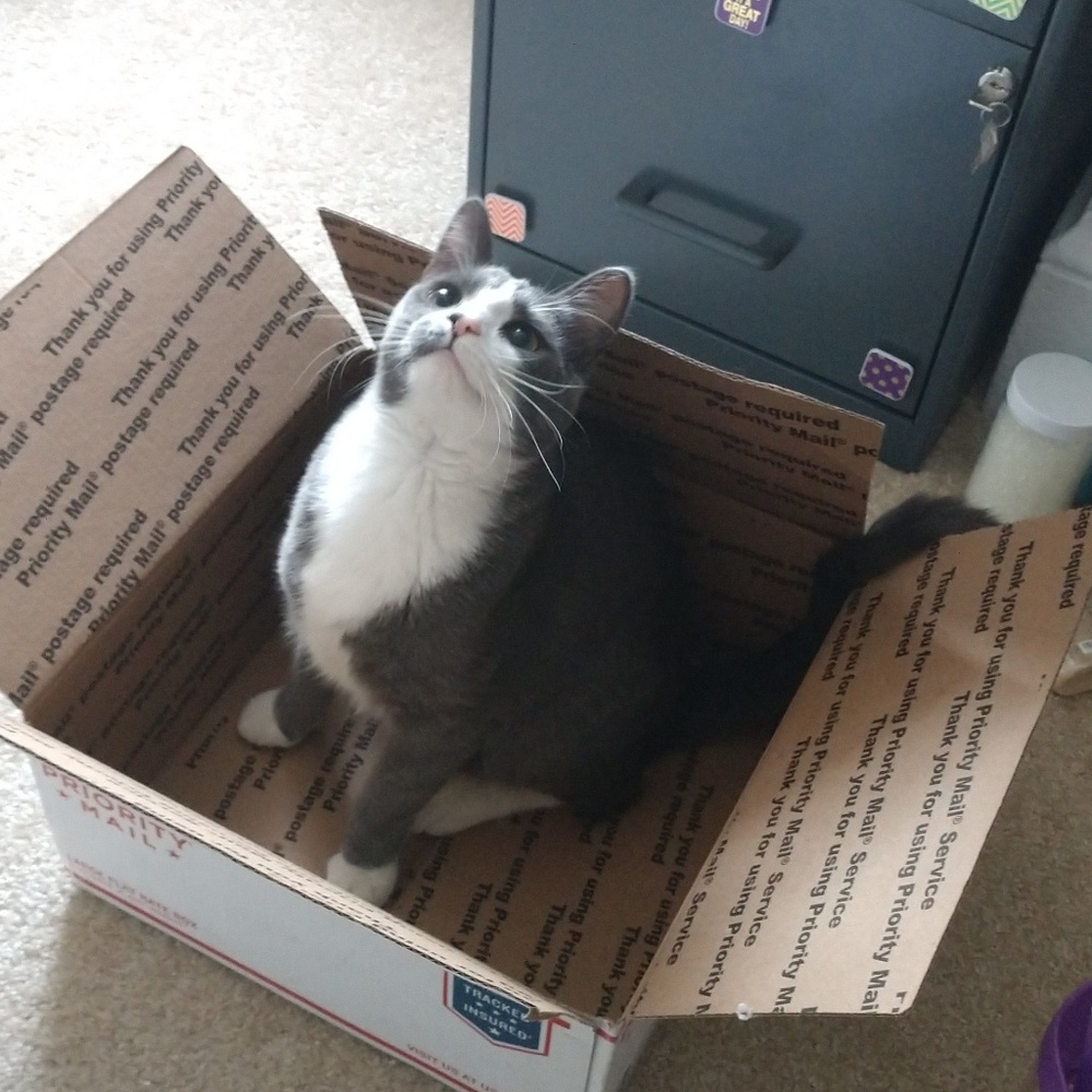 Kitten Helpers! 😸